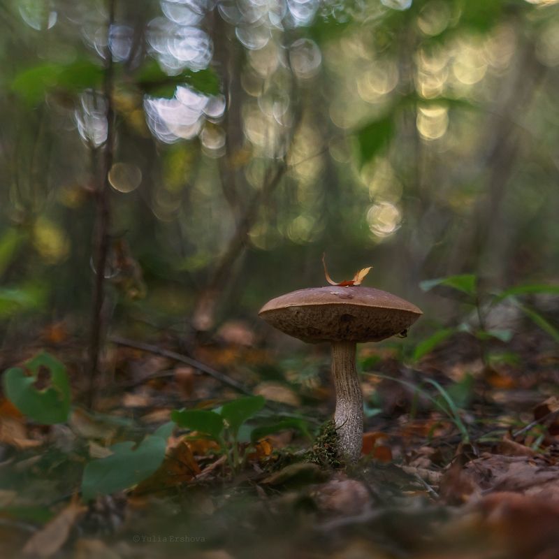 осень, гриб, подберезовик Осенняя соната для подберезовикаphoto preview