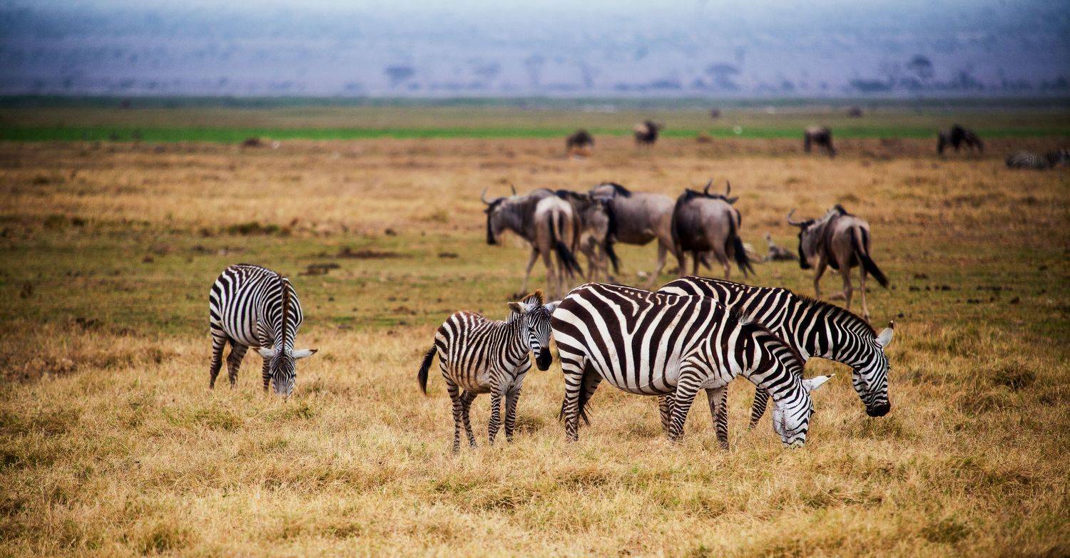 Kenya safari, Lilia Tkachenko
