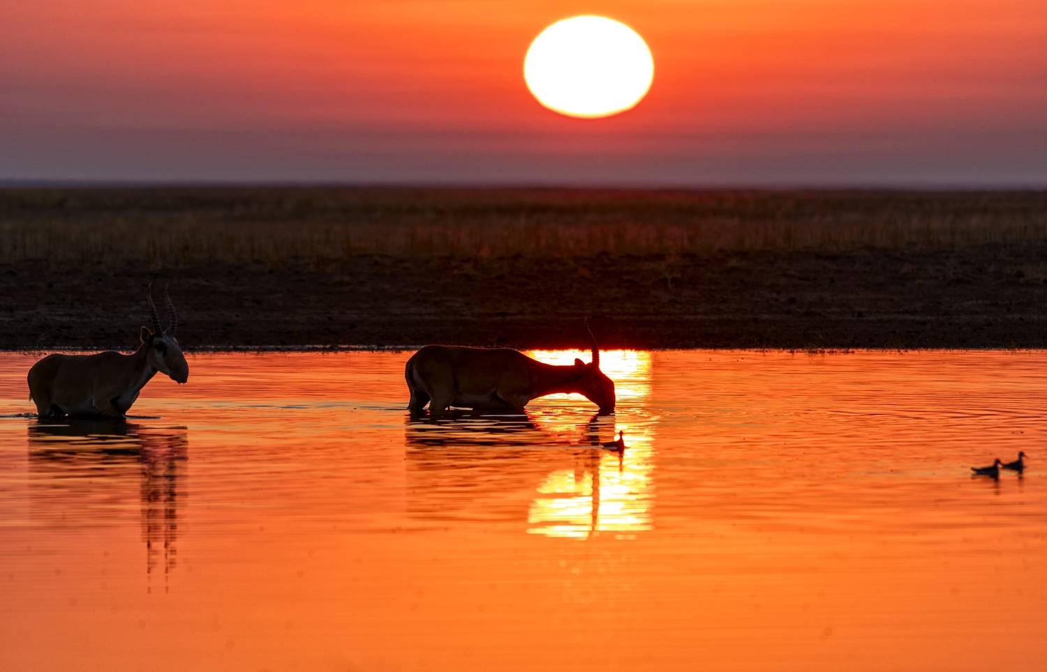 , Анатолий Салтыков