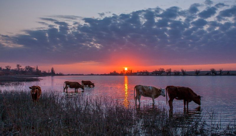 у села  камышово УТРО  В  ДЕРЕВНЕphoto preview