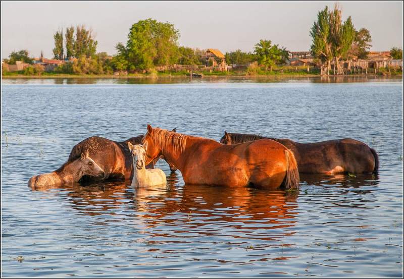 у села  камышово КУПАНИЕ  КОНЕЙphoto preview