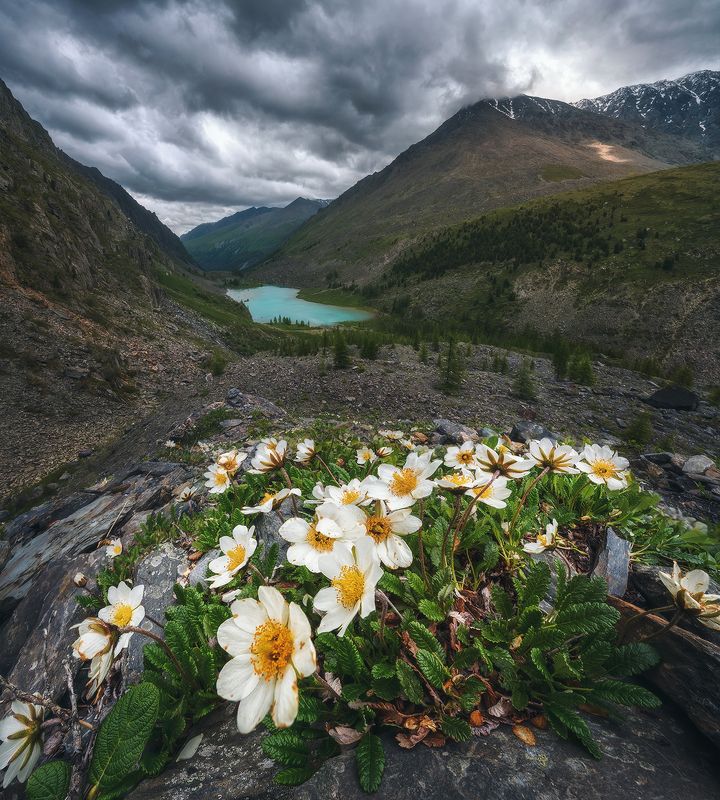 алтай, озеро, шавлинское, шавла Верхнее Шавлинское Озероphoto preview