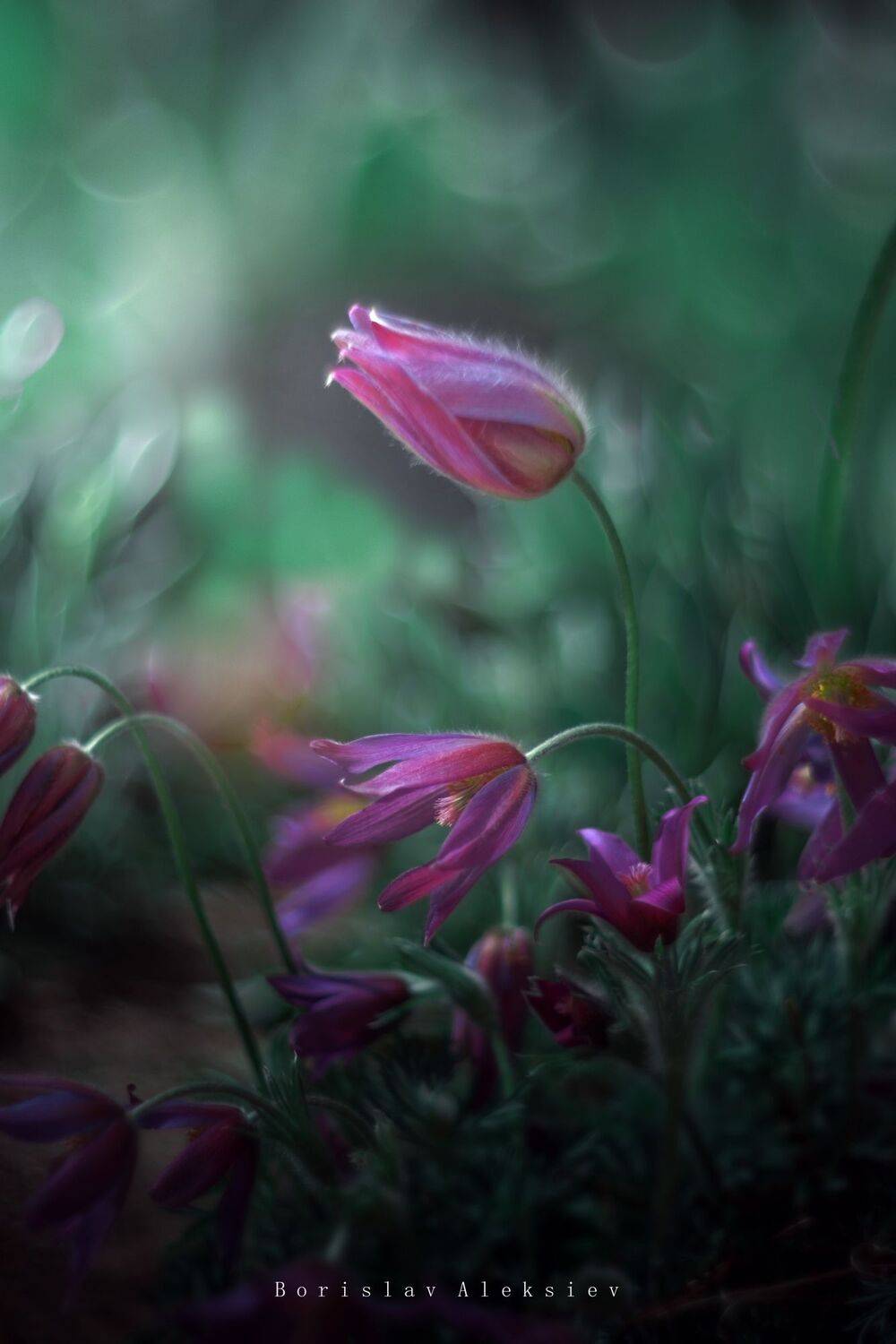 green,plant,exterior,light,dark,bokeh,flowers,purple,summer,, Борислав Алексиев