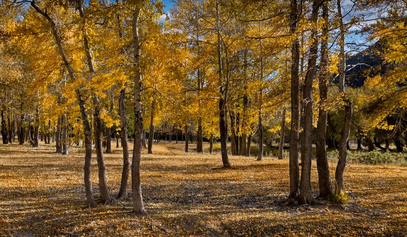 алтай, осень, что такое осень?, фототур на алтай, осень на алтае, республика алтай, долина реки чуи, чуя, нд, altai, autumn, photo tour to altai, autumn in altai, altai republic, chuya river valley, chuya, золотой алтай, золотой алтай нд И снова осень...photo preview