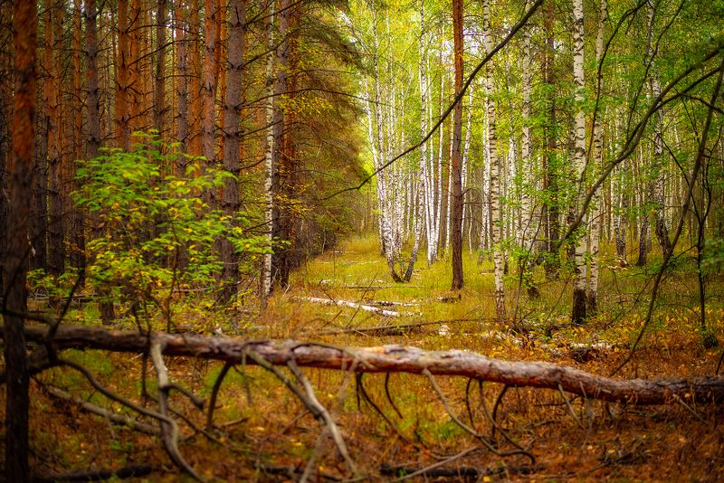 лес осень сентябрь Сентябрьphoto preview