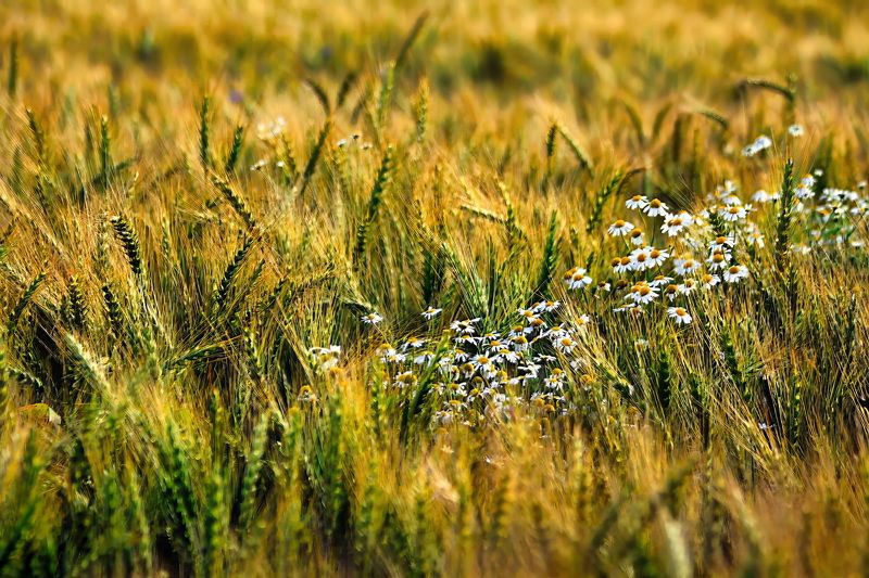 Ромашкиноphoto preview