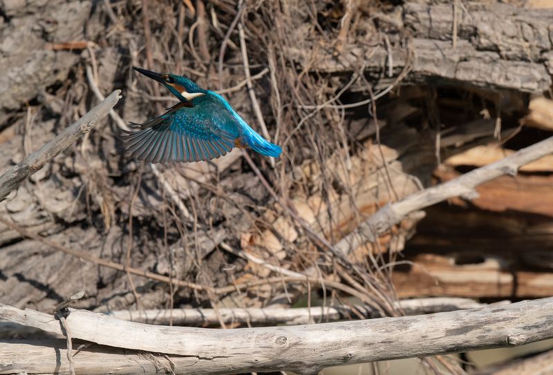 King Fishphoto preview