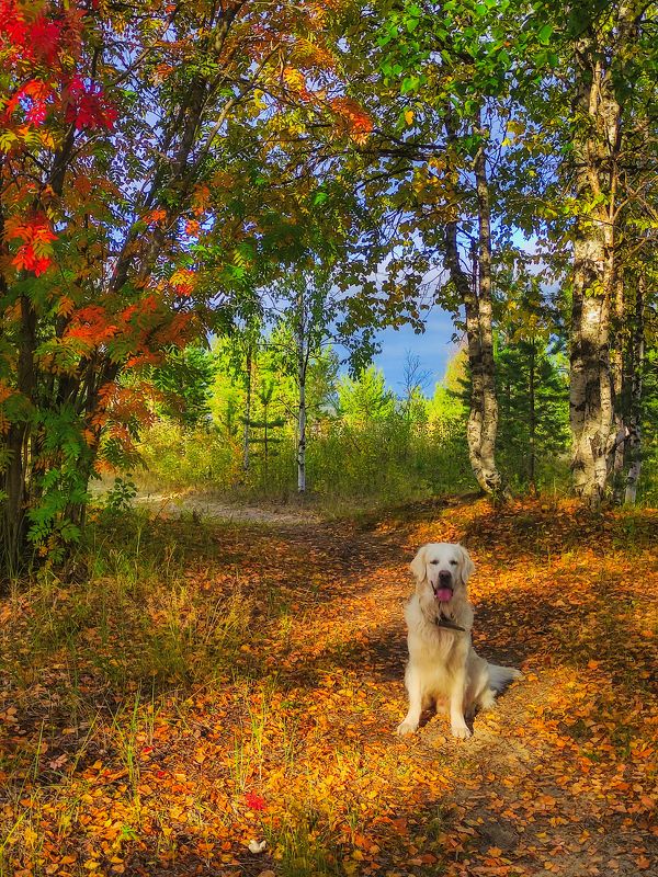 печора, золотая осень, золотистый ретривер Золото в золотой осениphoto preview