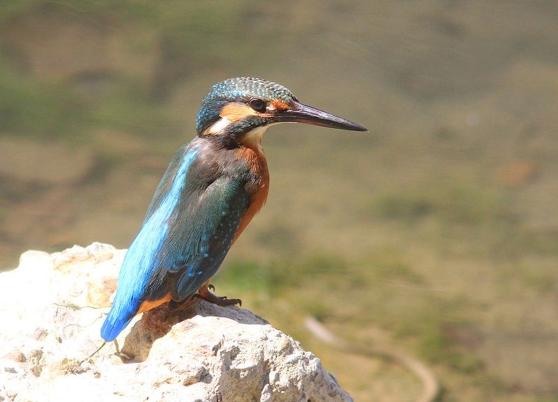 Зимородокphoto preview