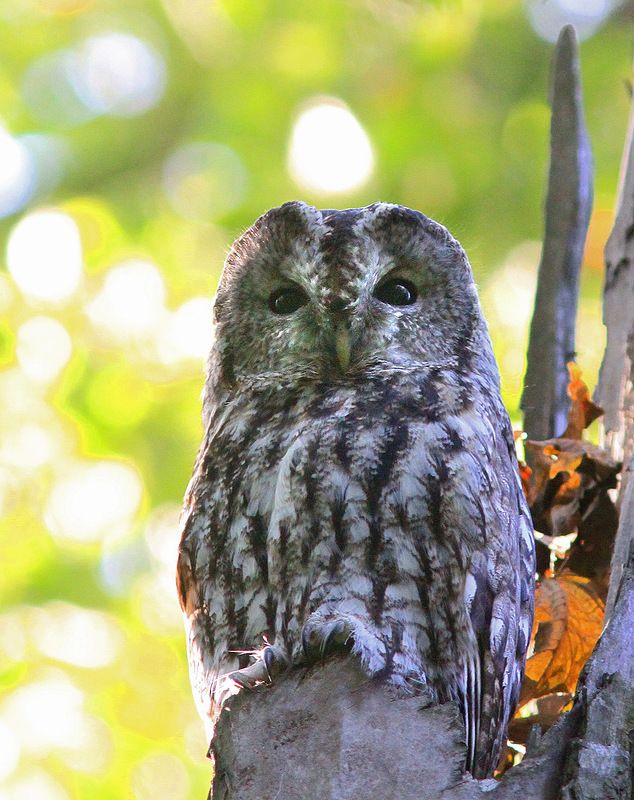 Неясытьphoto preview