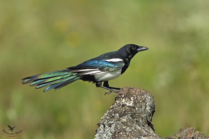 Сорока-лиловый хвост.photo preview