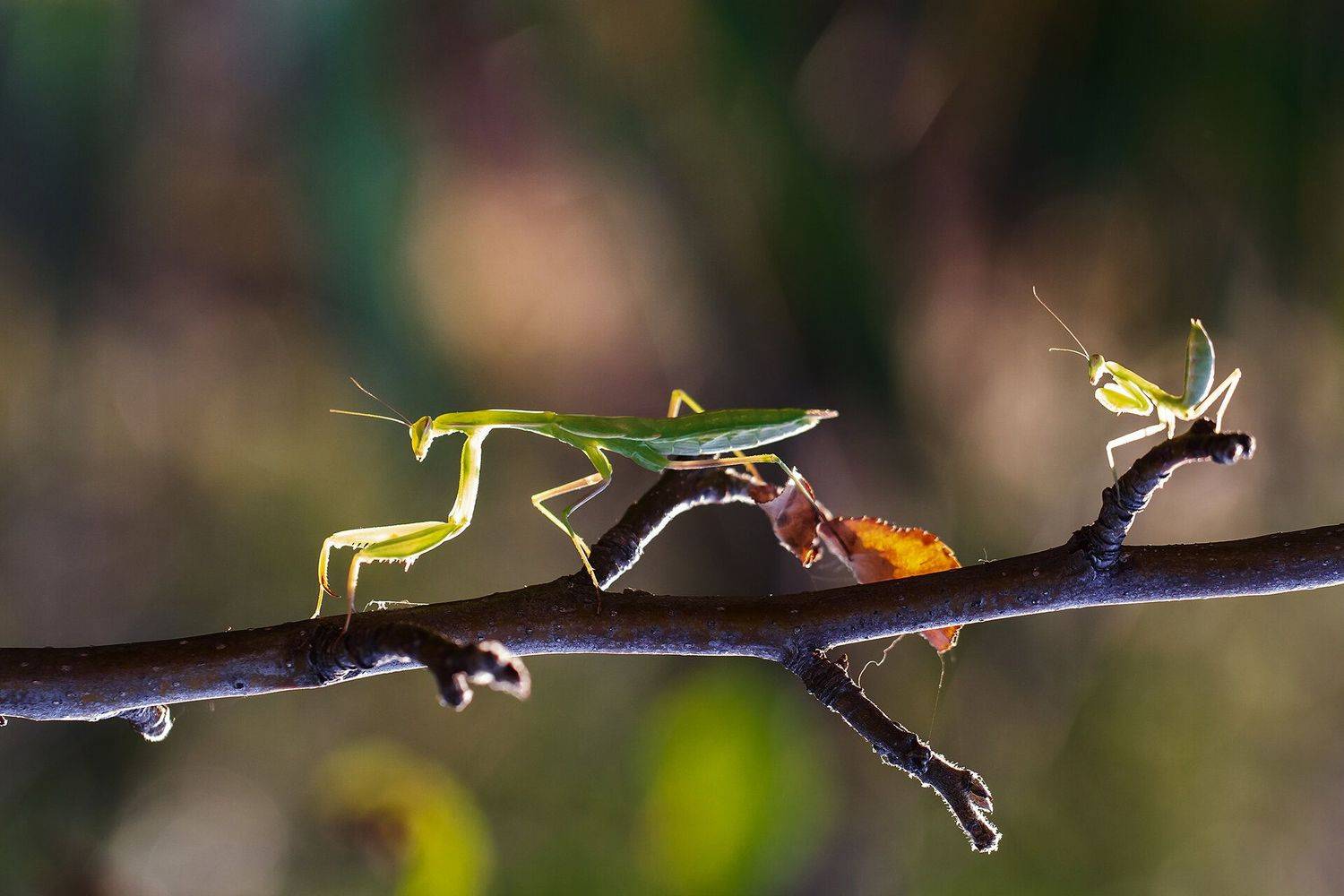богомол, богомолы, Станка Петрова