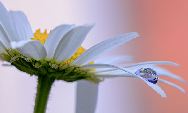 макро,ромашка,капля,природа,белый цвет  фото превью