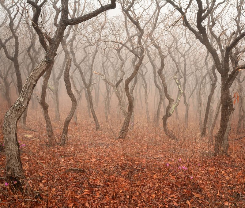 приморский край Мистический лес.photo preview