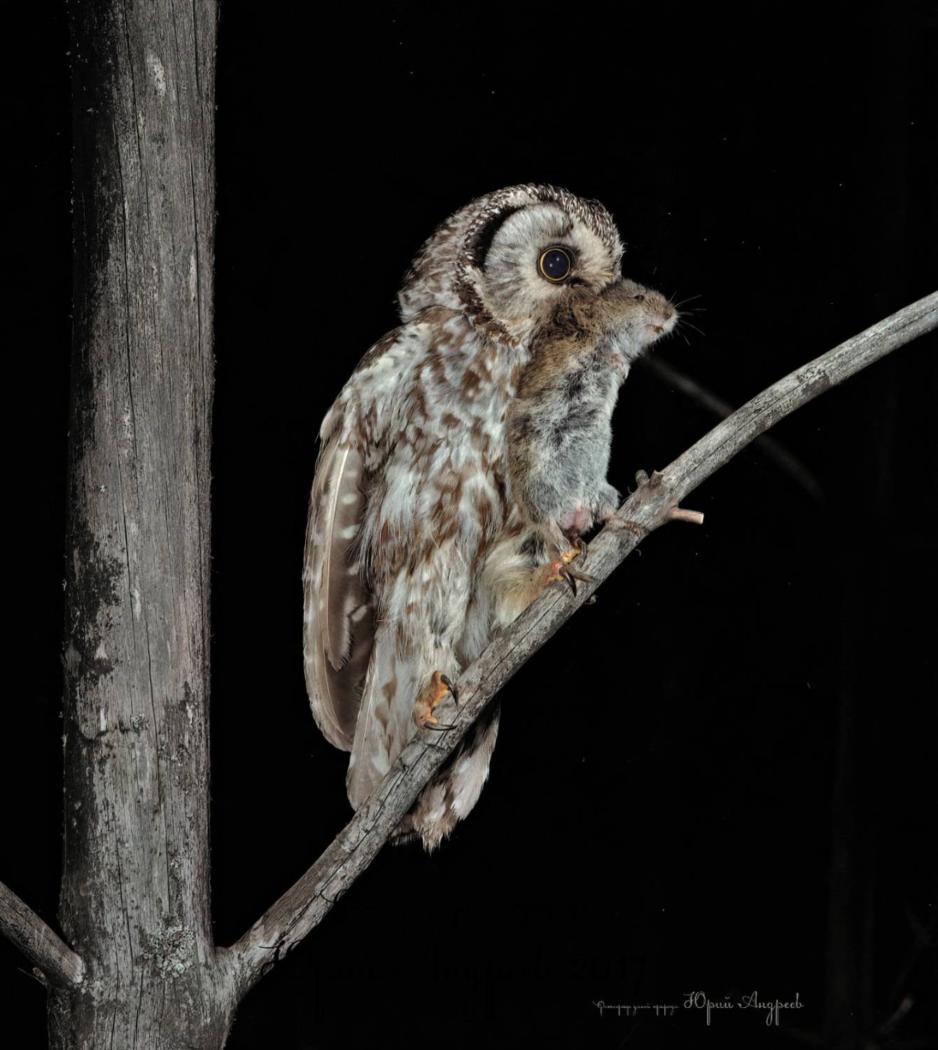 мохноногий сыч, мышь, ночь, добыча, aegolius funereus,	tengmalm\'s owl, Юрий Андреев
