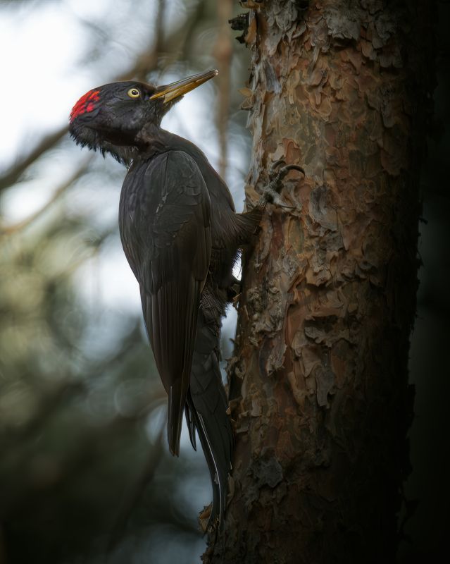 Желна, Dryocopus martius, Сентябрь 2023photo preview