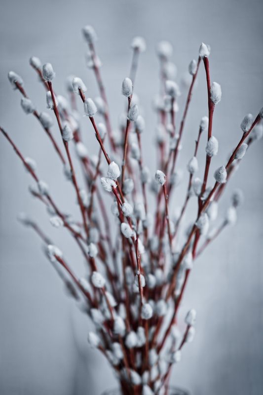 Вербноеphoto preview