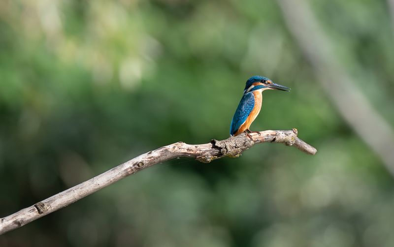 King Fishphoto preview