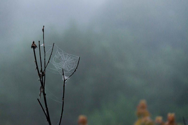 Паутинки одного утра...photo preview
