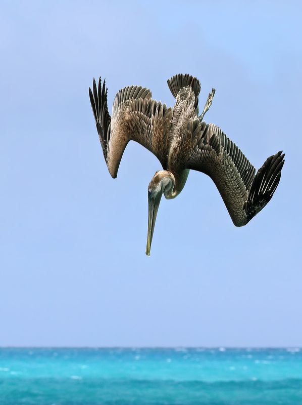 Пикирующий бомбардировщикphoto preview