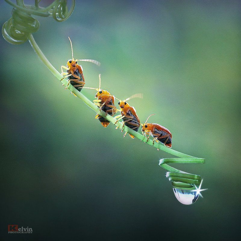 Cố lên nàophoto preview