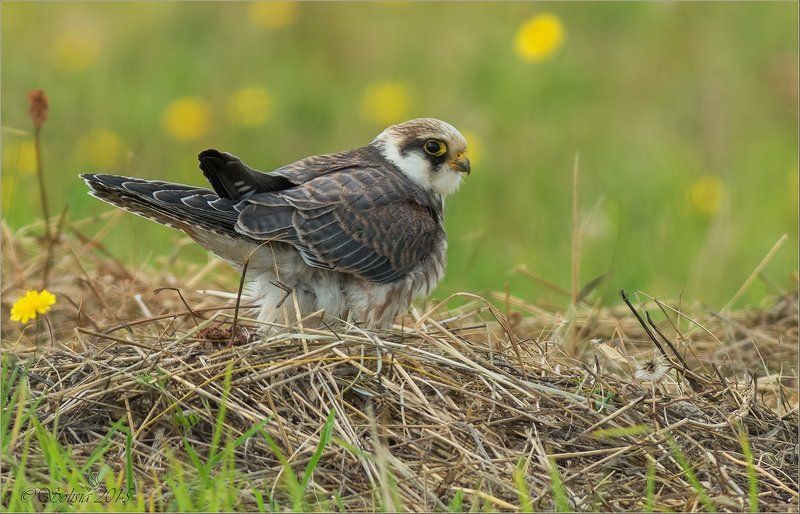 птицы, природа, хищник, кобчик, Falco vespertinus, молодая, самка, лето, август, 2015, подмосковье, Волоколамский р-он, Карачарово Кобчикphoto preview