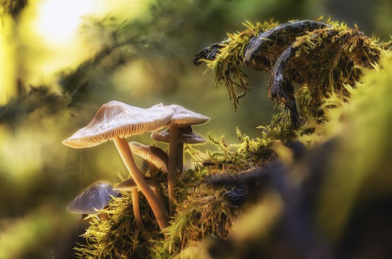 Грибы, Макро, Мох Девятый валphoto preview