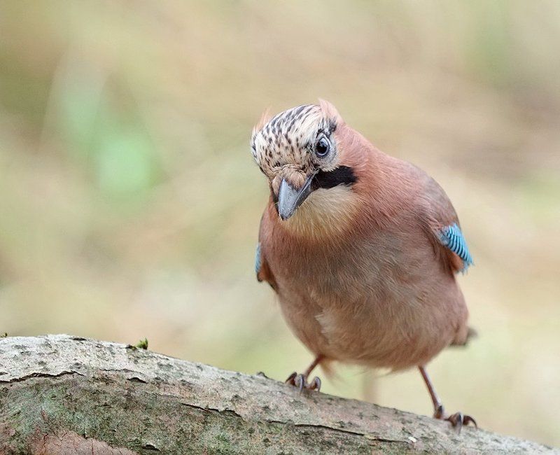 Так, так...photo preview