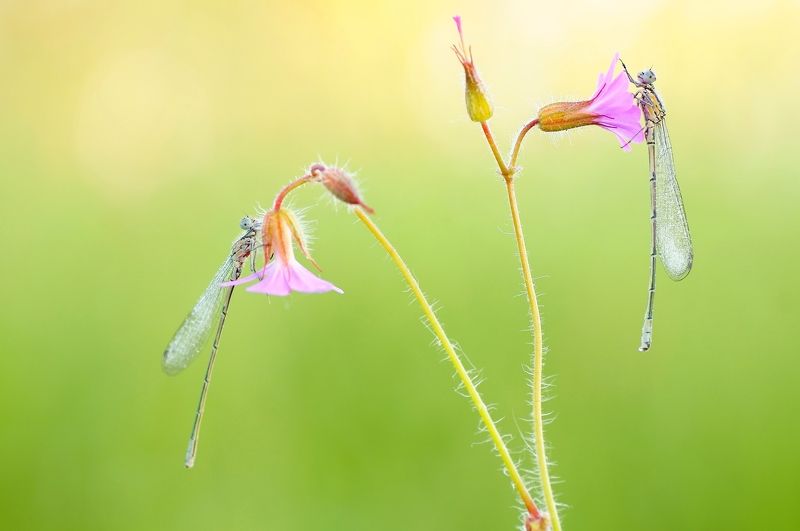 dragonfly  Symphony of life ...Symfonia życia фото превью