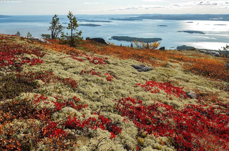 осень, пейзаж, кольский полуостров Осенние ковры.photo preview