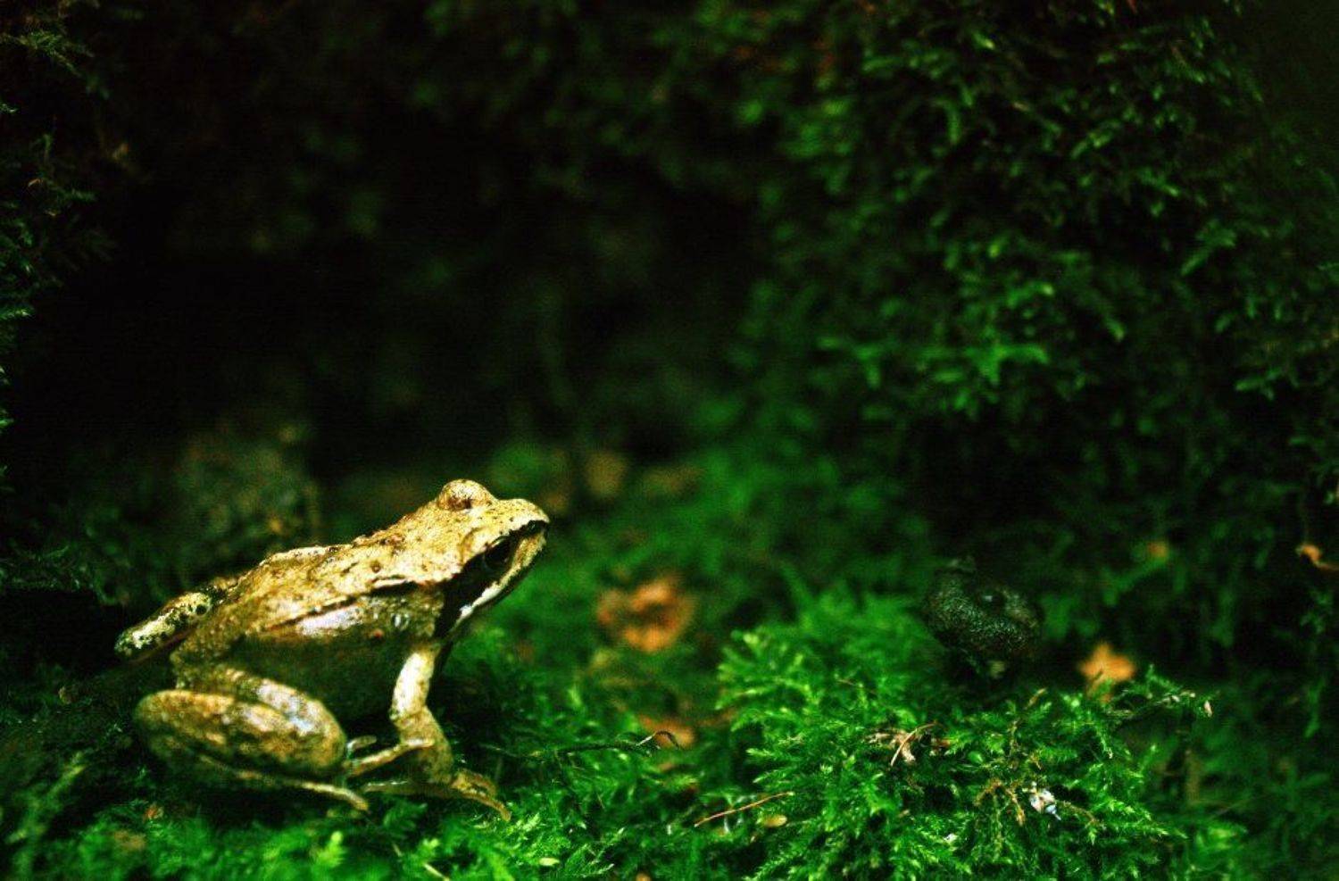 -. Автор: Princess Bubblegum , Princess Bubblegum