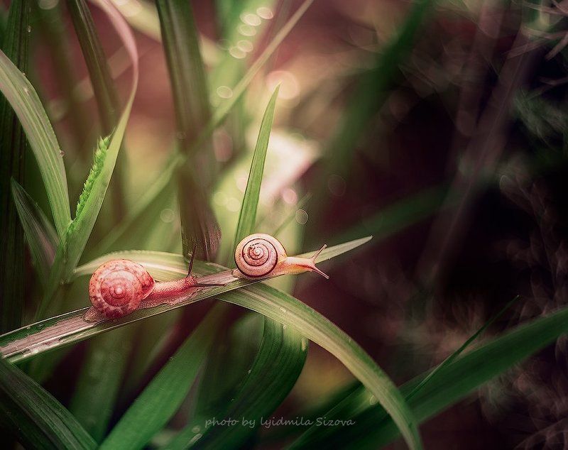 улитка природа вдвоемphoto preview