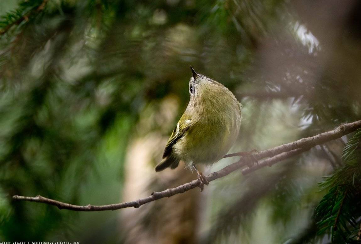 , Алексей Лобанов