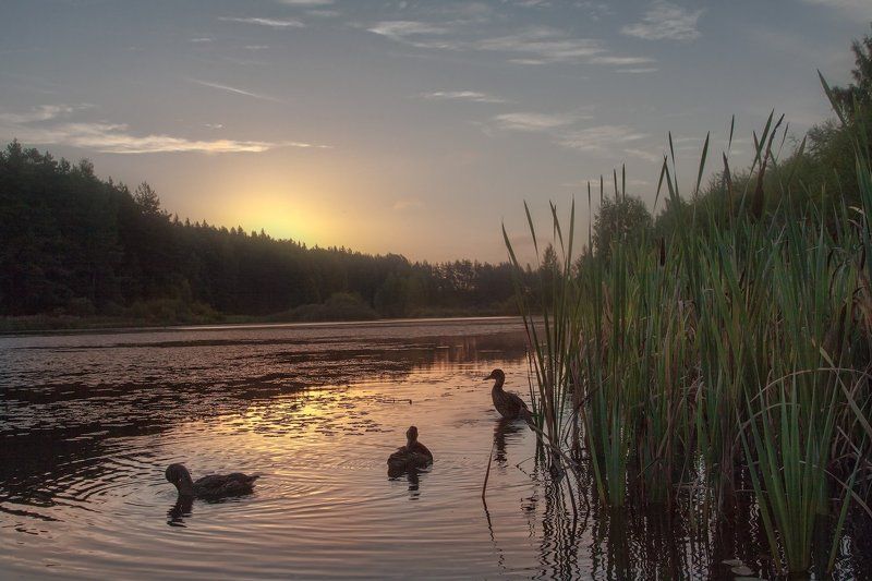 Бугрово, Псковская область, Лето, Пруд Встречаем солнышкоphoto preview