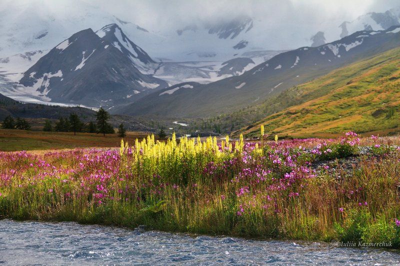 цветы, горы, снег, долина, алтай, талдура, кипрей, солнце, закат Пора цветенияphoto preview