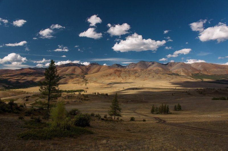 altai, altay, forest, mountains, nature, rocks, russia, siberia, summer, taiga, travel, алтай, горы, лес, природа, россия, сибирь, тайга, туризм Алтайский пейзажphoto preview