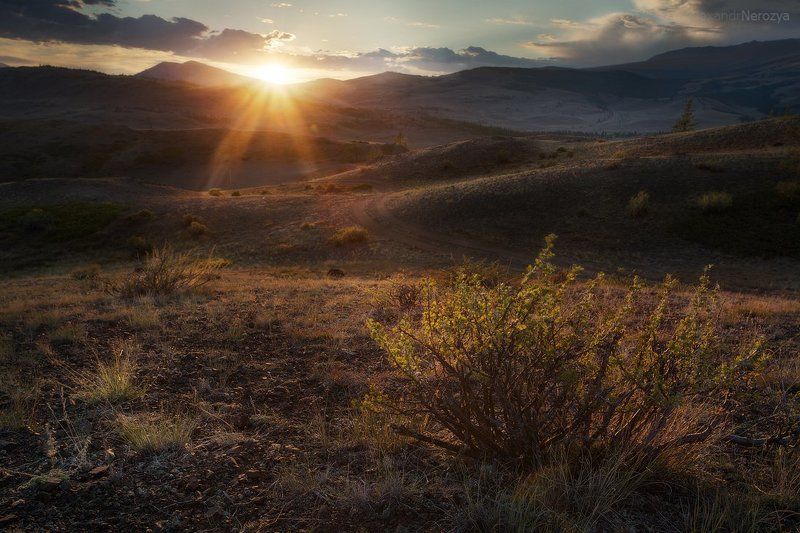altai, altay, forest, mountains, nature, rocks, russia, siberia, summer, taiga, travel, алтай, горы, лес, природа, россия, сибирь, тайга, туризм Кустик, который радуется солнцуphoto preview