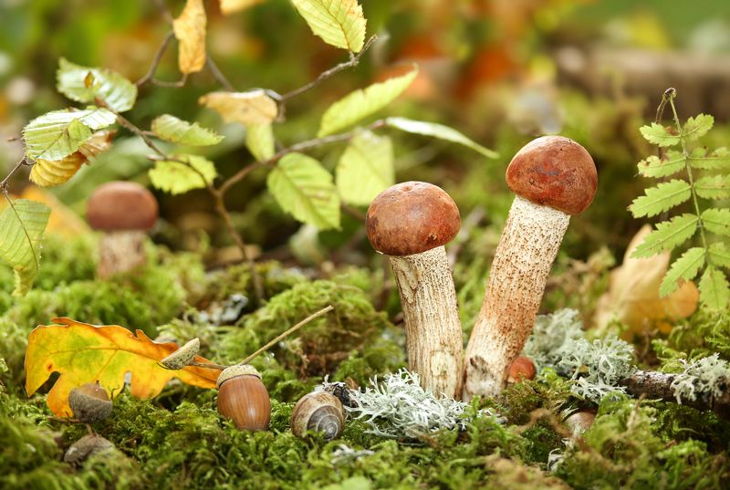 природжа, грибы, подосиновики Грибная пора фото превью