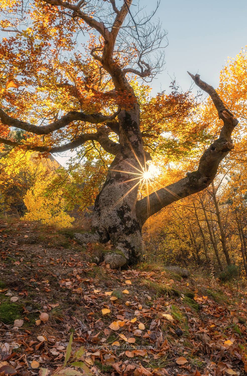 Хранитель букового леса. Автор: Дмитренко Екатерина крым, пейзаж, буки, буковый лес, осень, демерджи, лес, горы, Дмитренко Екатерина