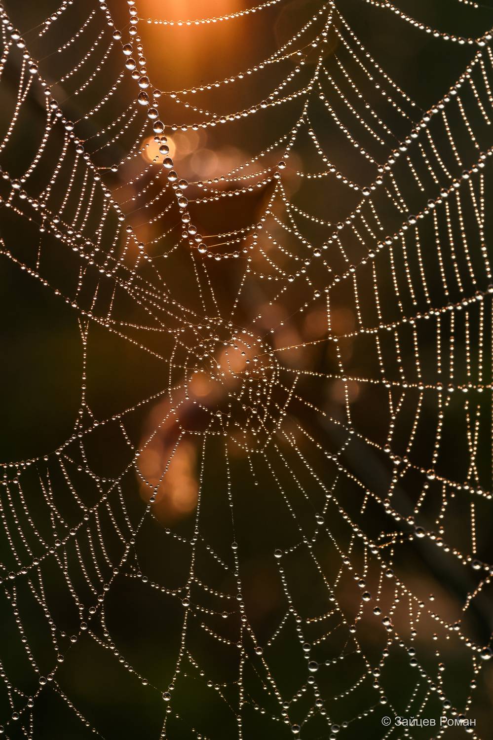 , Зайцев Роман