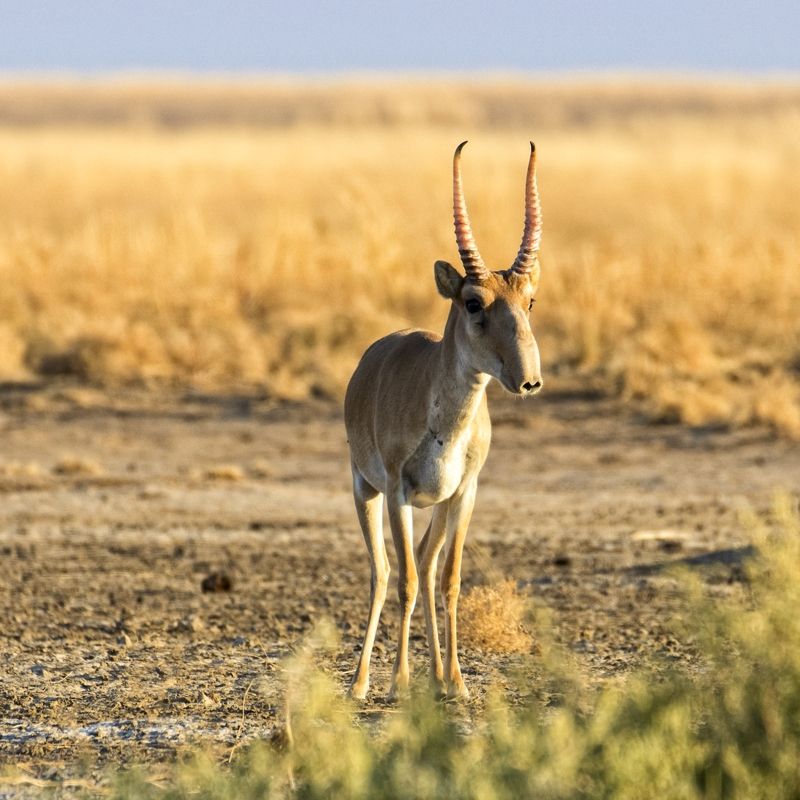 сайгак, портрет,утро. Портрет сайгака.photo preview
