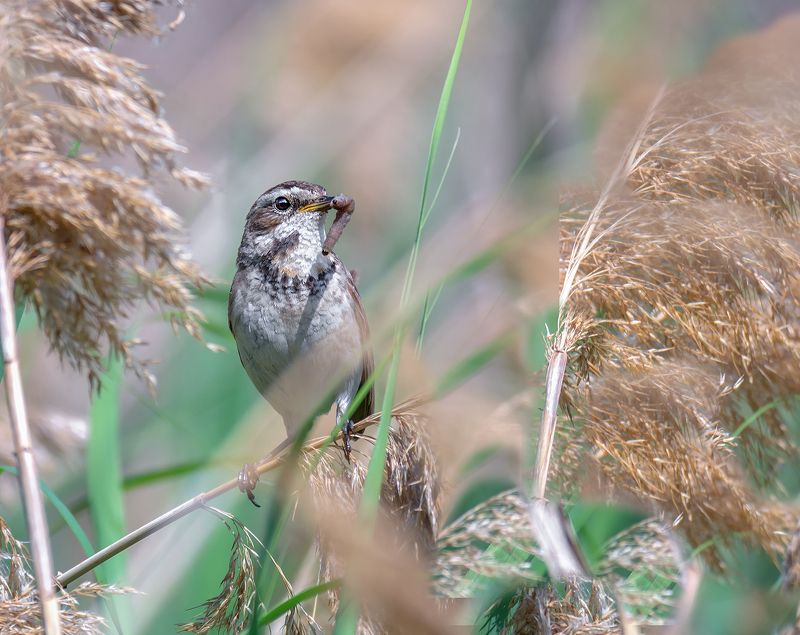 птицы, варакушка, самка, Варакушка (самка)photo preview