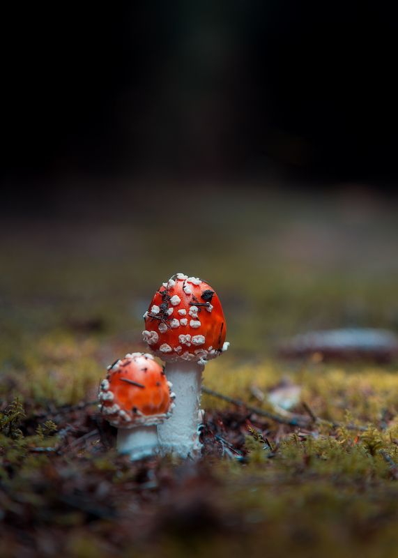 Двоеphoto preview