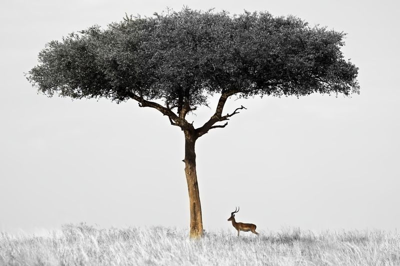 В африканском стилеphoto preview