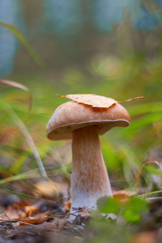 Гриб (На Pentacon 50mm 1.8)photo preview