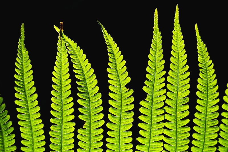 Зеленый контраст…  Green contrast…photo preview