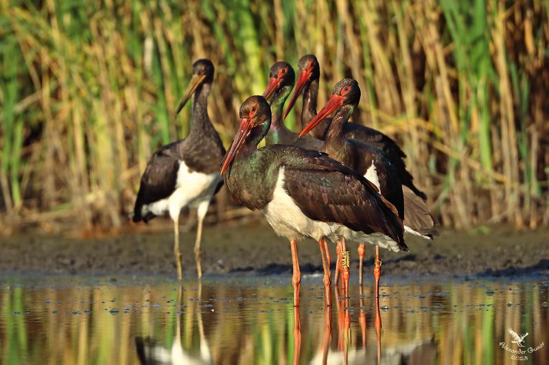 чёрный аист Коллективное фото на память.photo preview