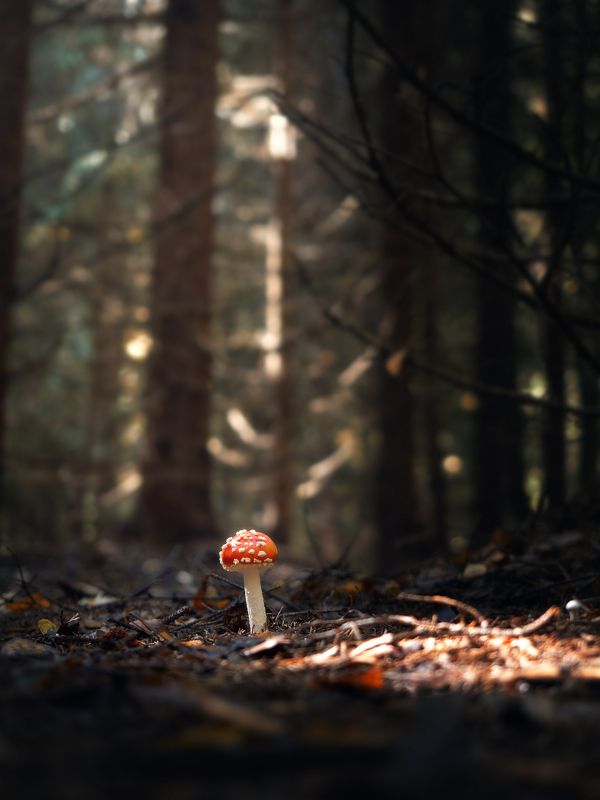 Осень под ногамиphoto preview