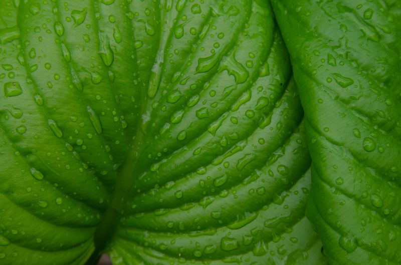 Зеленый мир фото превью