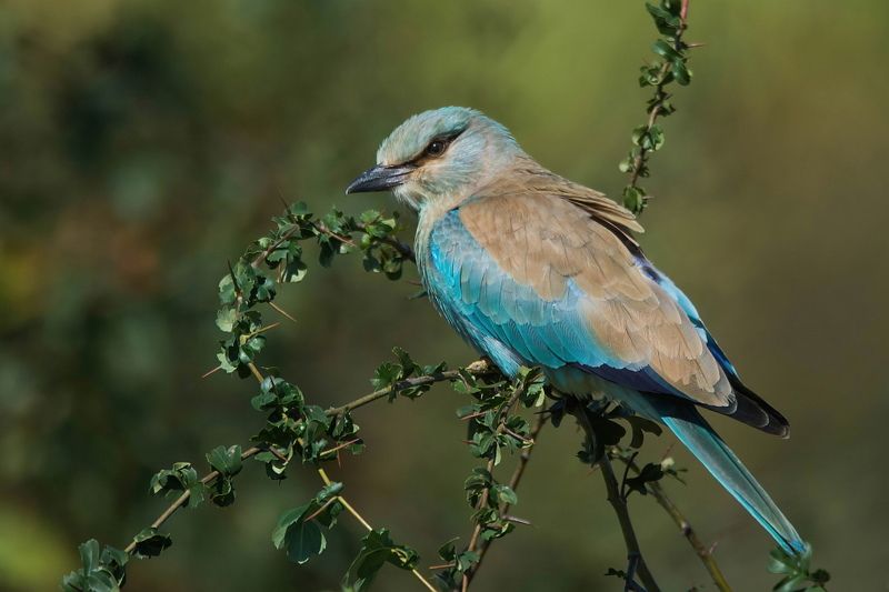 Сизоворонкаphoto preview